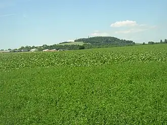 Pohled na vrch Vysoká s rozhlednou od východu, z pole mezi Bylany a Miskovicemi