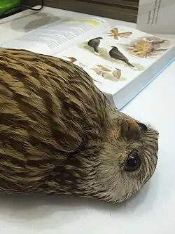 Spíše ilustrační fotografie znázorňující však detailní podobu hlavy a hrudi preparované sovky bělolící. V pozadí je rozevřená kniha, nejspíš atlas ptáků.