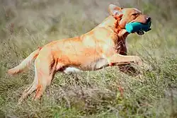 WT Finále Milovice 2014 - Xandro vom Fichtenhorst