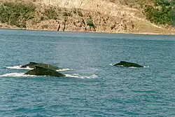 Tři tmavé hřbety plavajících keporkaků, na pozadí lze vidět strmé břehy pevniny