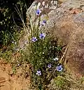 Wahlenbergia capensis