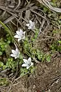 Wahlenbergia procumbens