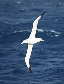 Fotografie bílého velkého ptáka v letu s patrnými dlouhými úzkými křídly