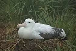 Albatros stěhovavý sedící na hnízdě kuželovitého tvaru