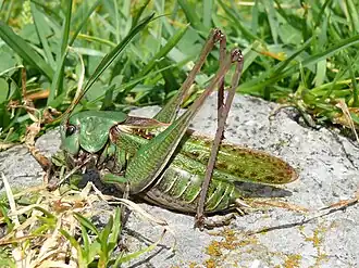 alternativní popis obrázku chybí