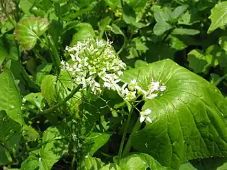 alternativní popis obrázku chybí