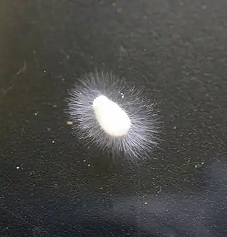 alternativní popis obrázku chybí