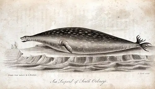 Černobílá kresba tuleně na ledové kře; tuleň má extrémně krátkou hlavu, dokonce více než ve skutečnosti