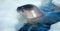 Fotografie praskliny v ledu, ze které vyčnívá hlava tuleně s bradou položenou na ledě