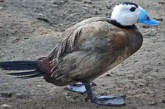 alternativní popis obrázku chybí