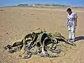 Rostlina rodu Welwitschia