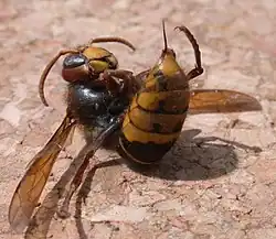 Sršeň leží na zádech, zadeček má zvednutý a žihadlo vysunuté ven.
