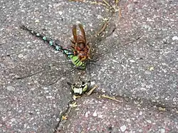 Sršeň stojí na ulovené vážce, která leží na zemi. Hlava vážky je ukousnutá a nachází se kousek vedle.