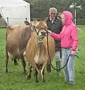 Jerseyské krávy na výstavě skotu