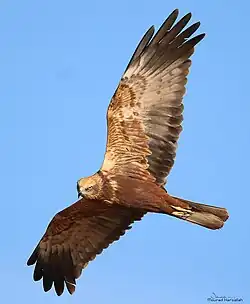 Dospělá samice[pozn. 2] v letu (pohled zespodu)