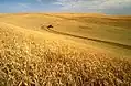 Sklizeň pšenice v Palouse, Washington, USA