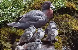 Fotografie dospělé kachny s mláďaty