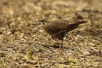 alternativní popis obrázku chybí