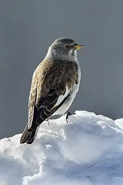 alternativní popis obrázku chybí