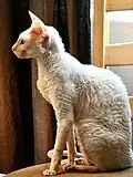 Cornish rex
