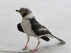 alternativní popis obrázku chybí