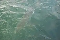 Fotografie žraloka pod hladinou (pohled shora), která ukazuje, jak barevně splývá s vodou