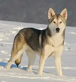 Dospělá fena saarloosova vlčáka