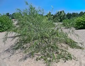 alternativní popis obrázku chybí