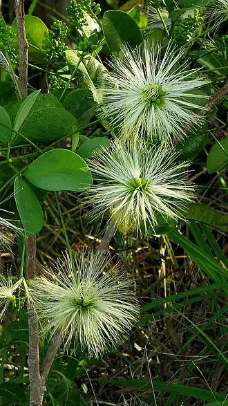 alternativní popis obrázku chybí