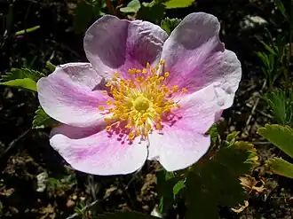 alternativní popis obrázku chybí