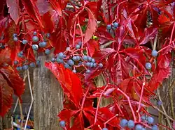 Loubinec pětilistý (Parthenocissus quinquefolia)