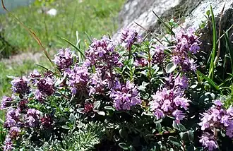 alternativní popis obrázku chybí