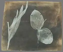 William Henry Fox Talbot: Listy orchideje, fotogenická kresba, duben 1839