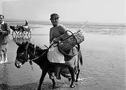 Žena sbírá srdcovky jedlé, Penclawdd, 1951