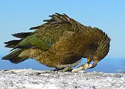 Fotografie nestora kea při pojídání potravy