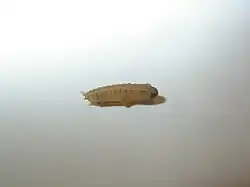 Larva po vylíhnutí (boční pohled)