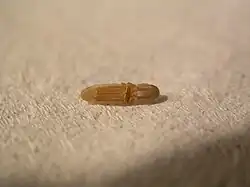 Larva po vylíhnutí (spodní pohled)