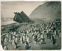 Vrak lodi Gratitude, Macquarie Island, 1911