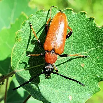 alternativní popis obrázku chybí