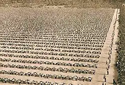 X. Všesokolský slet, dorostenci (prostná)