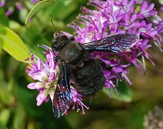 alternativní popis obrázku chybí