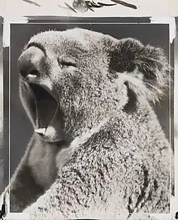 Fox Photos: Zívající koala