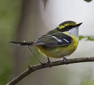 alternativní popis obrázku chybí