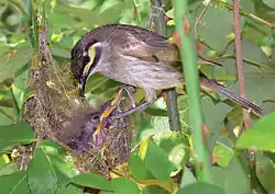 Medosavka masková krmící své mladé v hnízdě