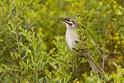 Dospělá medosavka masková odpočívající na větvi