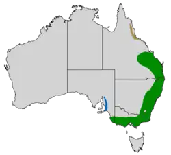 Rozšíření medosavky maskové      C. ch. chrysops      C. ch. samueli      C. ch. barroni