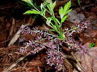 alternativní popis obrázku chybí