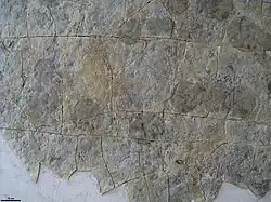 Záběr na horninu s vrypy od druhu Epibaion waggoneris a kruhovité otisky těla od Yorgia waggoneri