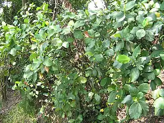 alternativní popis obrázku chybí