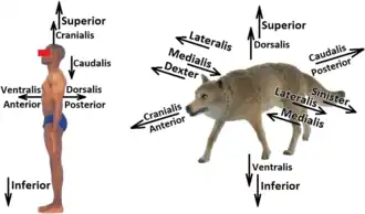 Základní anatomická pozice člověka a zvířete a příklad rozdílů při popisu anatomických směrů u člověka a zvířat.[1]